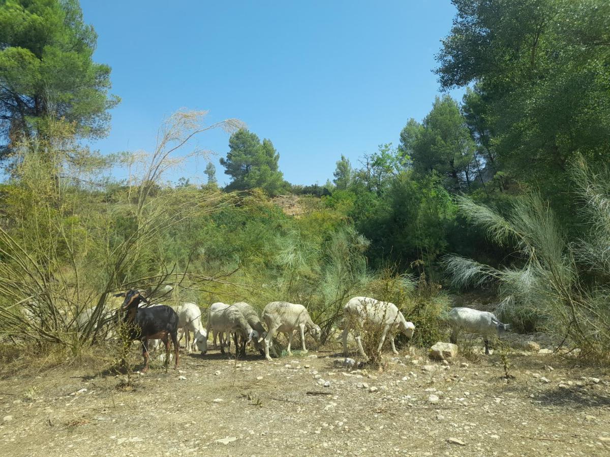 Casa Rural Del Saz Yeste Esterno foto